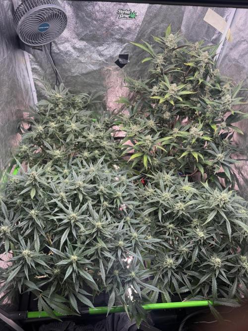 Papaya Cookies Auto | RDWC. Week 10 - Day 67