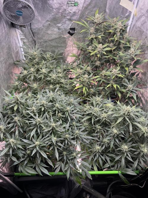 Papaya Cookies Auto | RDWC. Week 11 - Day 70