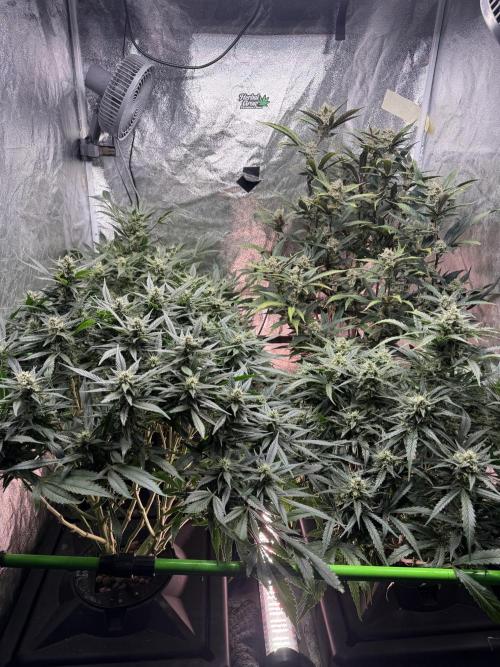 Papaya Cookies Auto | RDWC. Week 11 - Day 70