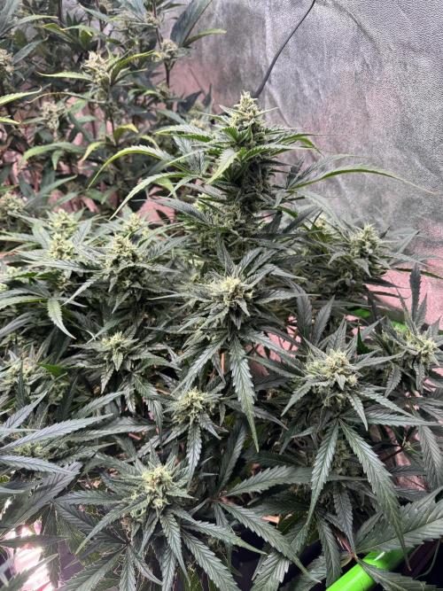 Papaya Cookies Auto | RDWC. Week 11 - Front right