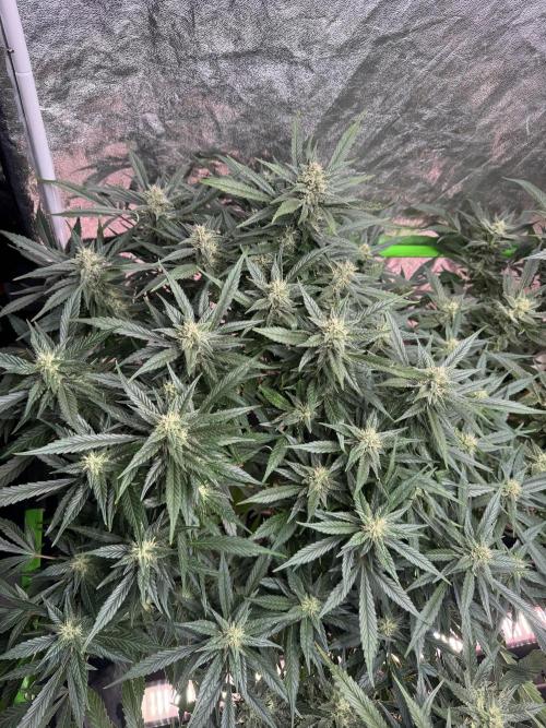 Papaya Cookies Auto | RDWC. Week 11 - Front left