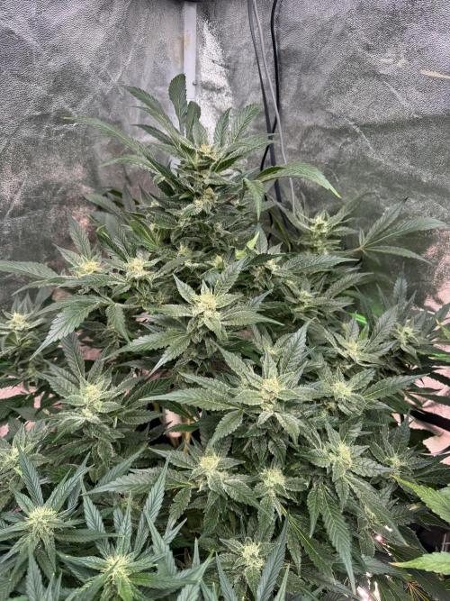 Papaya Cookies Auto | RDWC. Week 11 - Upper left