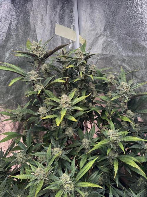 Papaya Cookies Auto | RDWC. Week 11 - Upper right