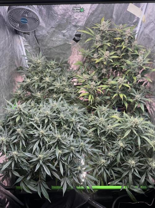 Papaya Cookies Auto | RDWC. Week 11 - Day 73