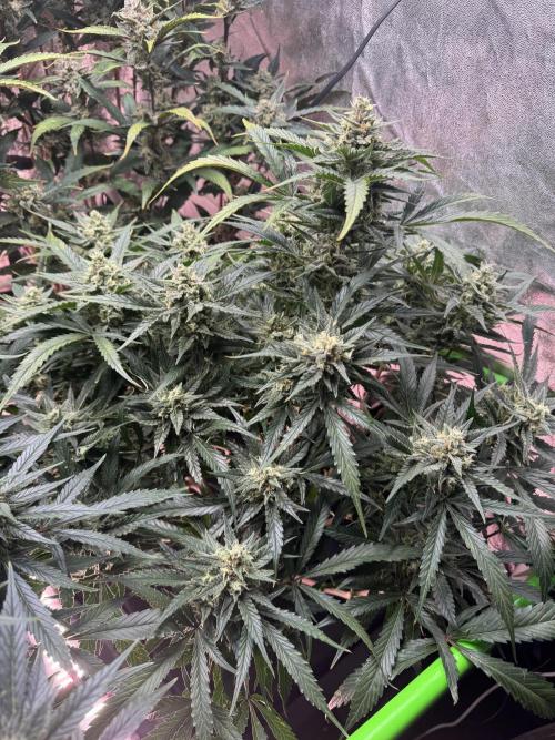 Papaya Cookies Auto | RDWC. Week 11 - Day 73