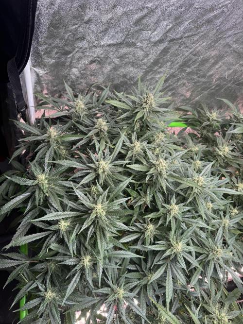 Papaya Cookies Auto | RDWC. Week 11 - Day 73