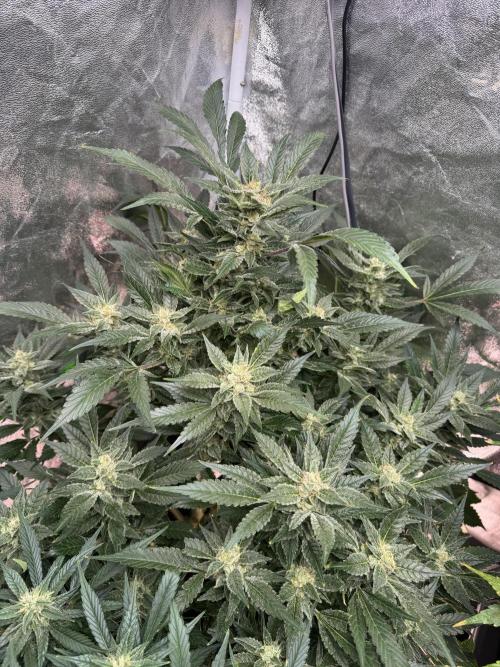 Papaya Cookies Auto | RDWC. Week 11 - Day 73