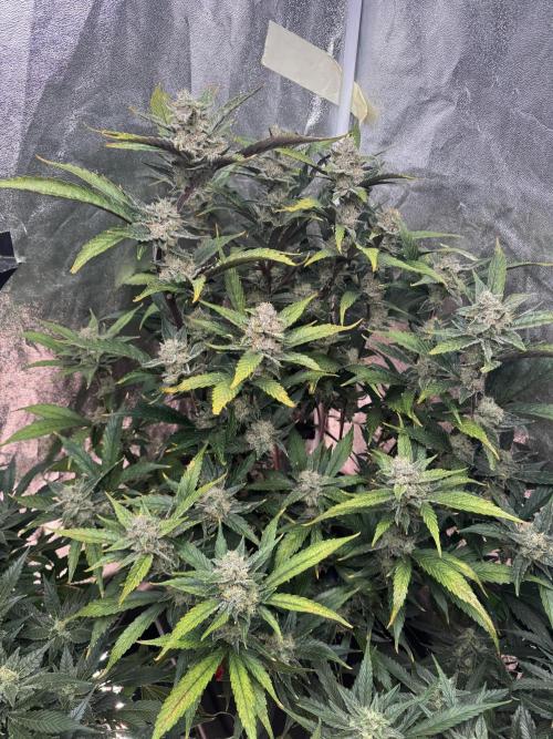 Papaya Cookies Auto | RDWC. Week 11 - Day 73
