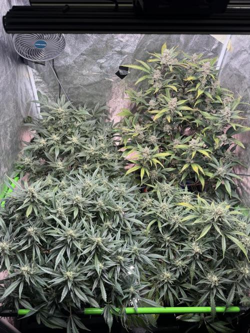 Papaya Cookies Auto | RDWC. Week 11 - Day 75