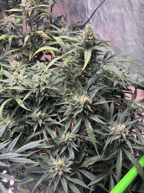 Papaya Cookies Auto | RDWC. Week 11 - Day 75