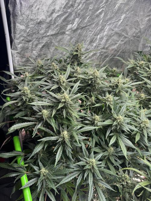 Papaya Cookies Auto | RDWC. Week 11 - Day 75