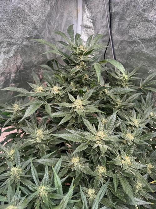 Papaya Cookies Auto | RDWC. Week 11 - Day 75