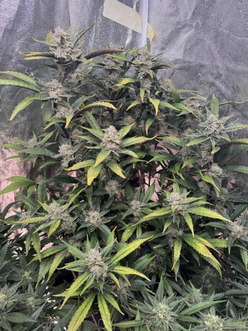 Papaya Cookies Auto | RDWC. Week 11 - Day 75