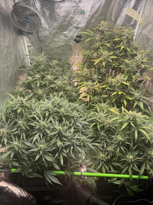 Papaya Cookies Auto | RDWC. Week 12 - Day 77