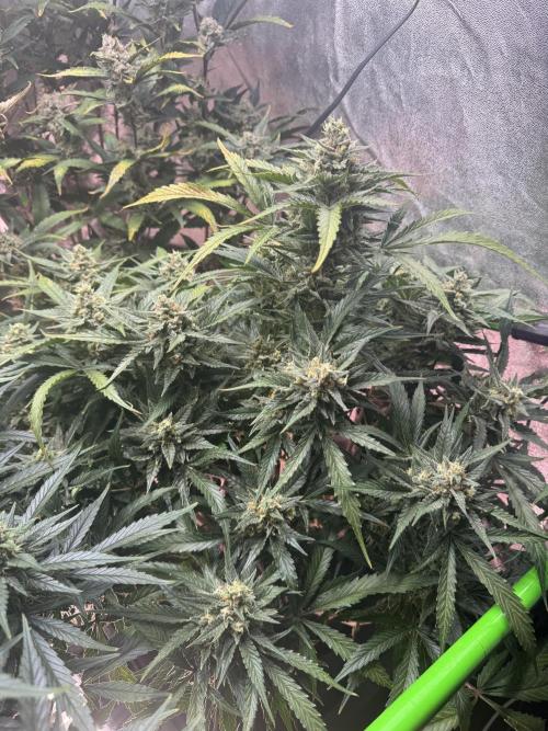Papaya Cookies Auto | RDWC. Week 12 - Day 77 front right