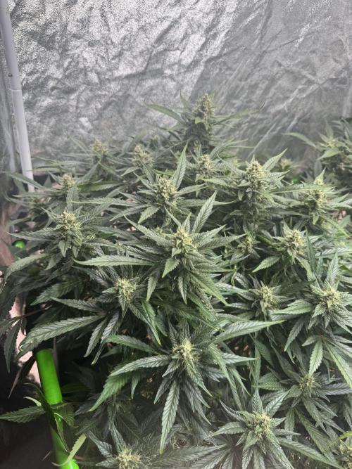 Papaya Cookies Auto | RDWC. Week 12 - Day 77 front left