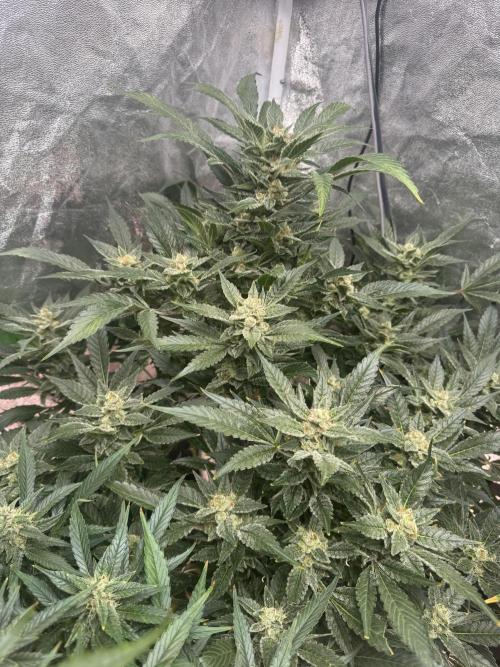Papaya Cookies Auto | RDWC. Week 12 - Day 77 back left
