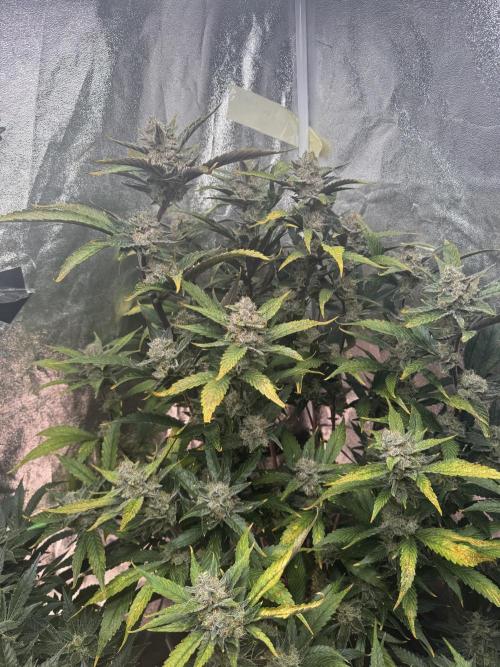 Papaya Cookies Auto | RDWC. Week 12 - Day 82
