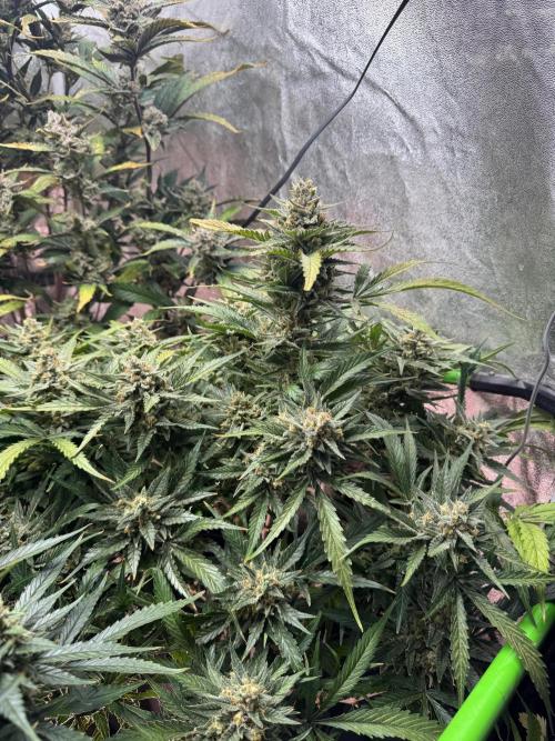Papaya Cookies Auto | RDWC. Week 12 - Day 82