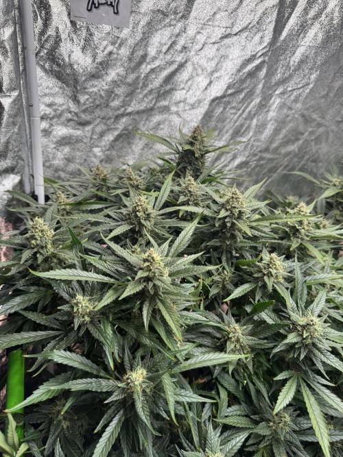 Papaya Cookies Auto | RDWC. Week 12 - Day 82