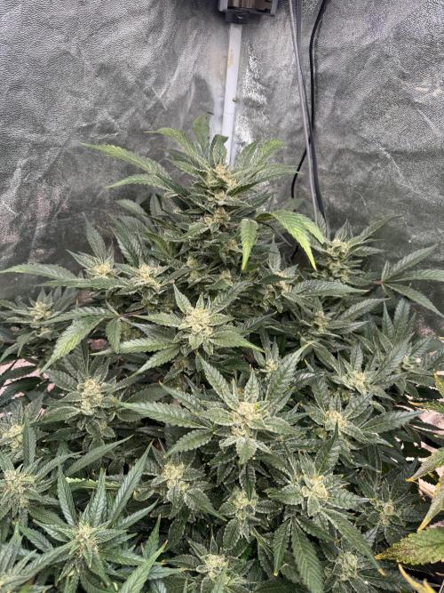 Papaya Cookies Auto | RDWC. Week 12 - Day 82