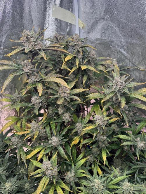Papaya Cookies Auto | RDWC. Week 12 - Day 82