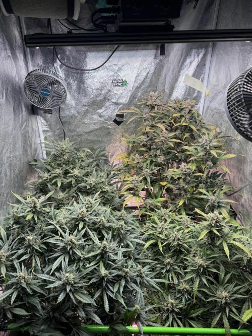 Papaya Cookies Auto | RDWC. Week 12 - Day 82