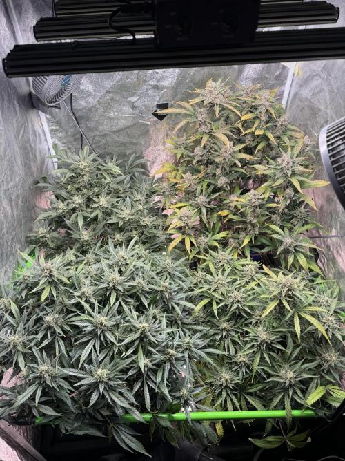 Papaya Cookies Auto | RDWC. Week 12 - Day 82