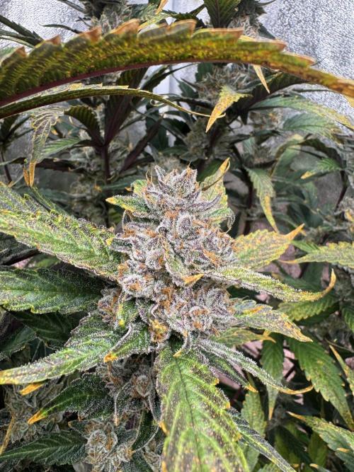 Papaya Cookies Auto | RDWC. Week 12 - Day 82