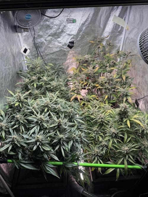 Papaya Cookies Auto | RDWC. Week 13 - Day 85