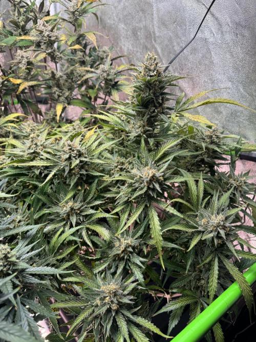 Papaya Cookies Auto | RDWC. Week 13 - Day 85