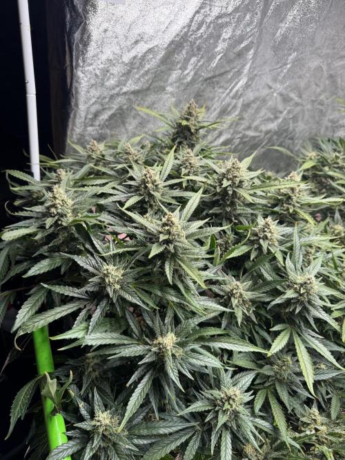 Papaya Cookies Auto | RDWC. Week 13 - Day 85