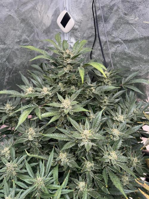 Papaya Cookies Auto | RDWC. Week 13 - Day 85