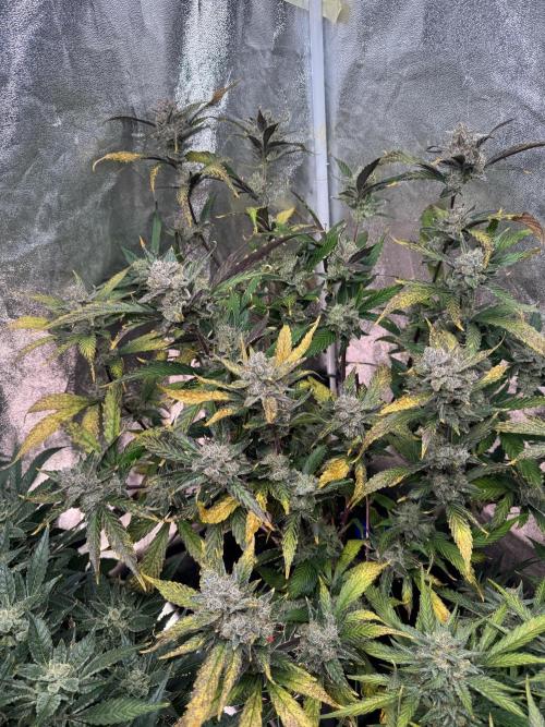 Papaya Cookies Auto | RDWC. Week 13 - Day 85