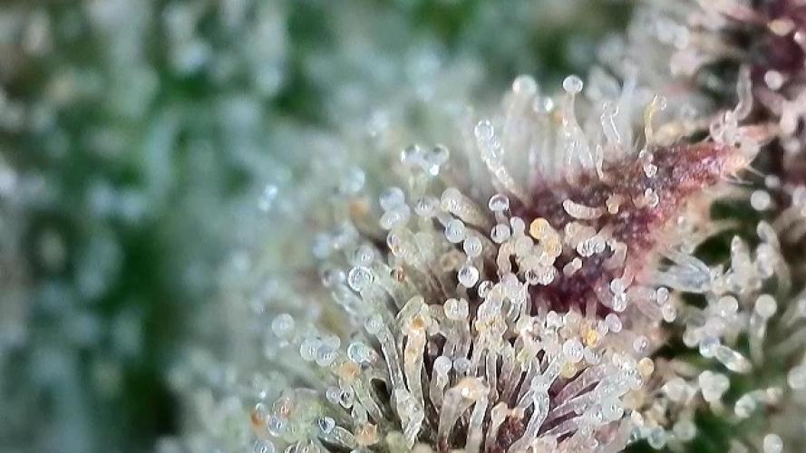 Papaya Cookies Auto | RDWC. Week 13 - Back right trichomes