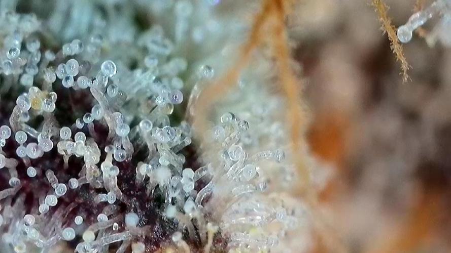 Papaya Cookies Auto | RDWC. Week 13 - Back right trichomes
