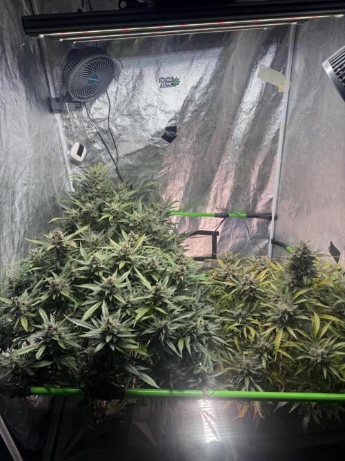 Papaya Cookies Auto | RDWC. Week 14