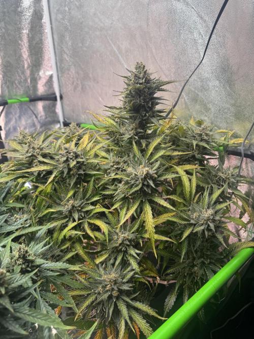 Papaya Cookies Auto | RDWC. Week 14