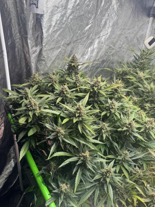 Papaya Cookies Auto | RDWC. Week 14