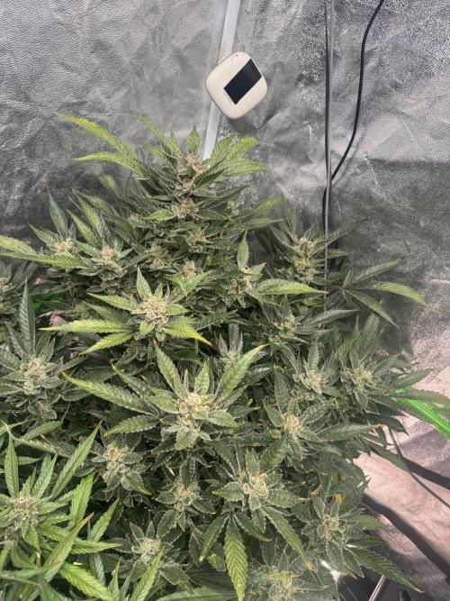 Papaya Cookies Auto | RDWC. Week 14