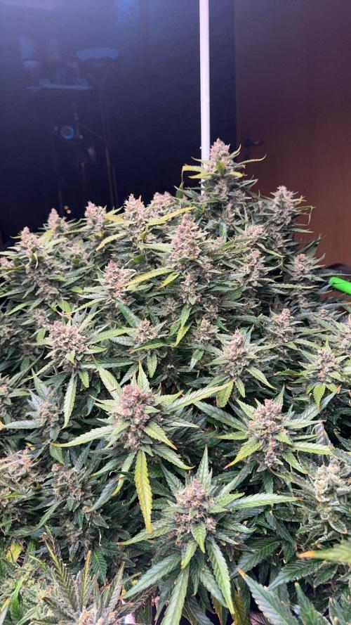 Papaya Cookies Auto | RDWC. Week 14 - Day 93
