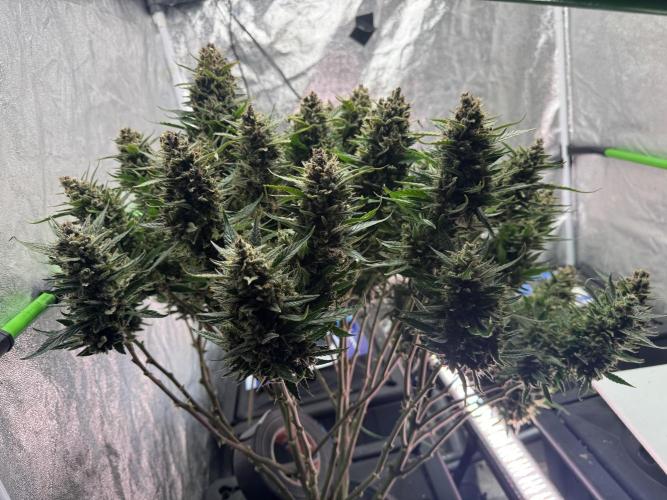 Papaya Cookies Auto | RDWC. Week 15 - Last one front left