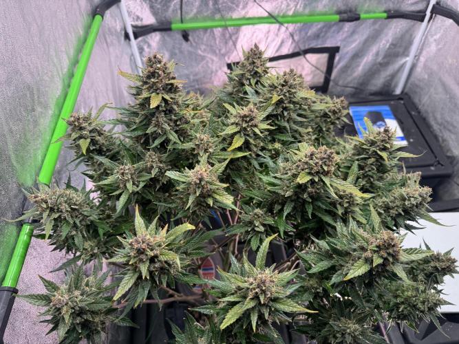 Papaya Cookies Auto | RDWC. Week 15 - Front left