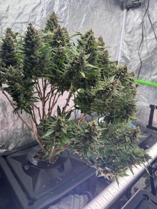 Papaya Cookies Auto | RDWC. Week 15 - Front left