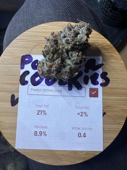 Papaya Cookies Auto | RDWC. Week 15 - Back right one tested