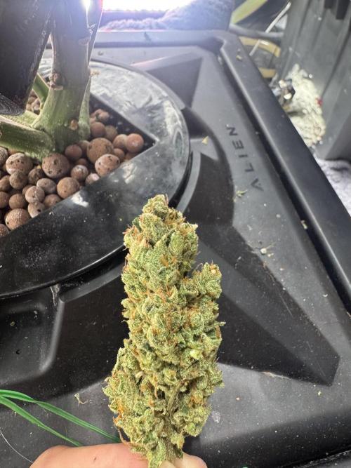 Papaya Cookies Auto | RDWC. Week 15 - Back left one more leaves