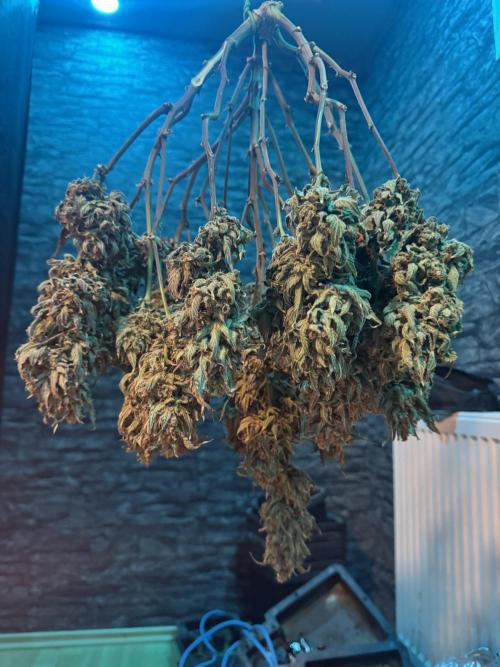 Papaya Cookies Auto | RDWC. Week 15 - Front right one drying