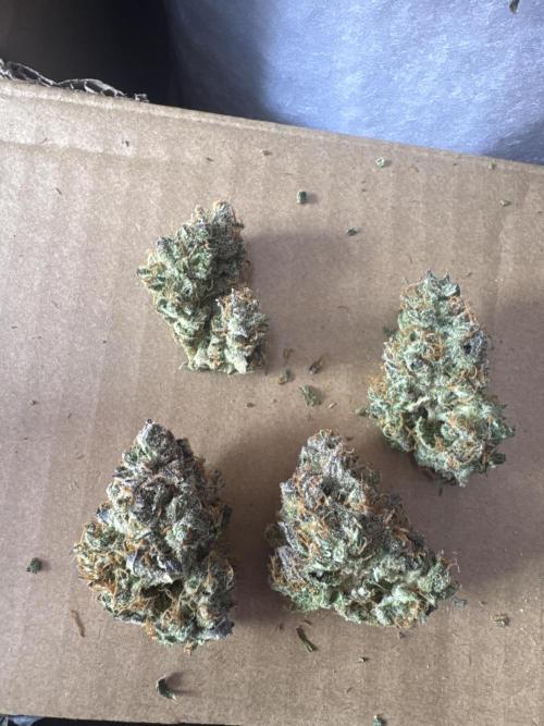 Papaya Cookies Auto | RDWC. Week 16