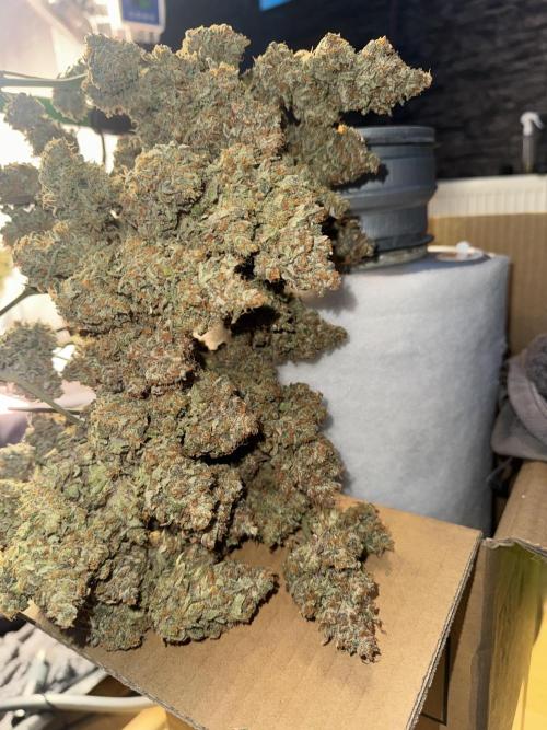 Papaya Cookies Auto. Week 16