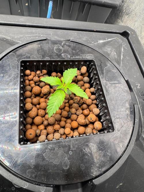 Juice Pack / Melt Mode | RDWC. Week 1 - Day 6